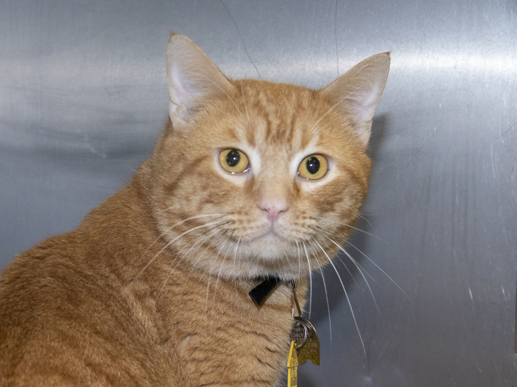 Pet of the week: Kevin